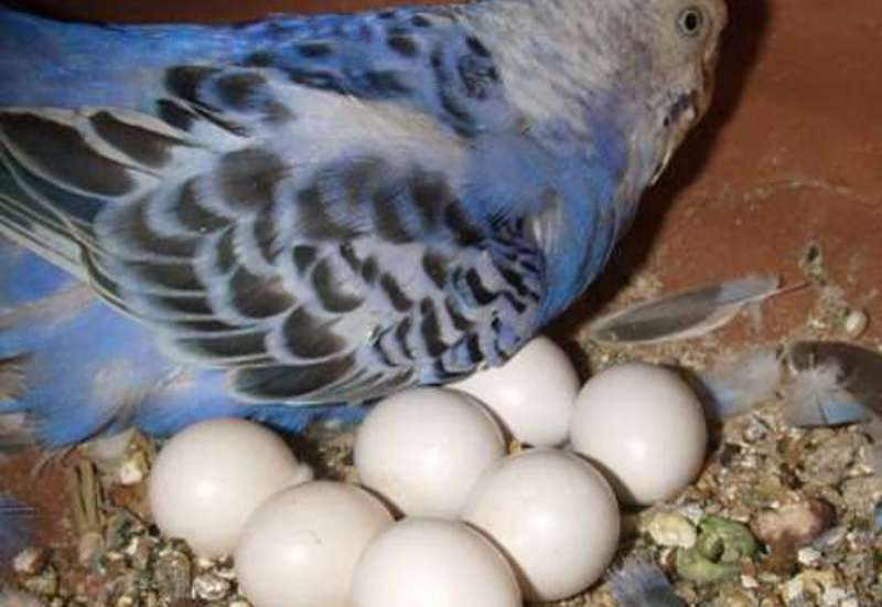 Разрешено ли давать куриные яйца попугаям-волнистикам?